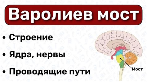 Современные исследования роли Варолиева моста в связи с нейрологическими расстройствами