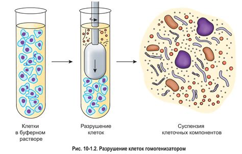 Современные подходы исследования: методы маркировки и визуализации нервных клеток