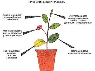 Создание выполного микроклимата для популярного растения в условиях недостатка света