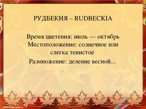 Солнечное или тенистое пространство?