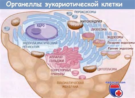 Состав жидкости, заполняющей внутреннюю полость клеточного органелла