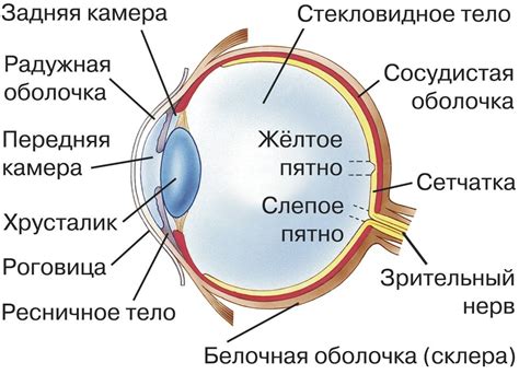 Состав и принцип действия альбуцида на органы зрения