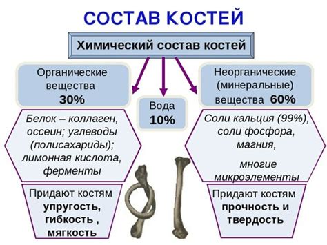 Состав костей: от минералов до клеток