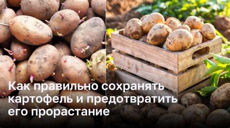 Сохранение качества овощей: как предотвратить прорастание и гниение