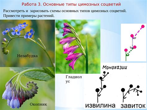 Соцветие-зонтик: структура и примеры