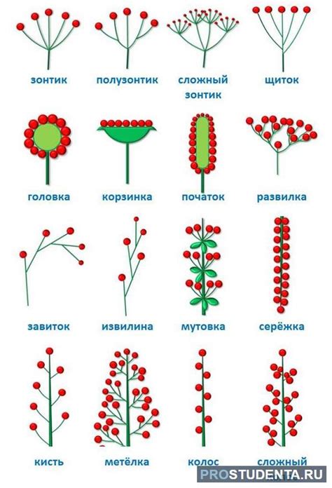 Соцветие-щиток: основные черты и примеры