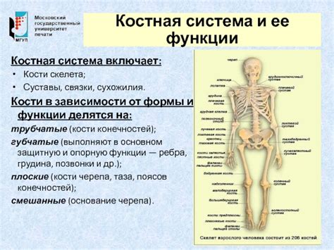 Специфическая структура десятого элемента костной системы