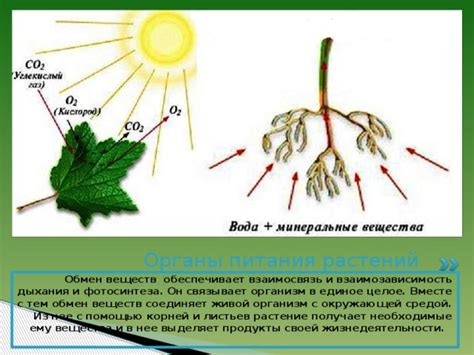 Способы поступления кислорода в органы растений