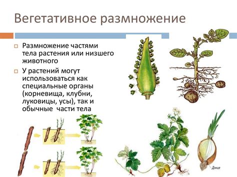 Способы размножения водорослей папоротника и рябины: сходства и различия