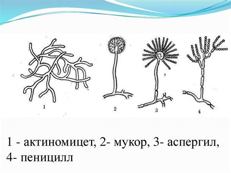 Сравнение анатомического строения дрожжей и других микроорганизмов