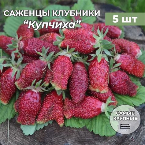 Сравнение клубники купчиха с другими сортами