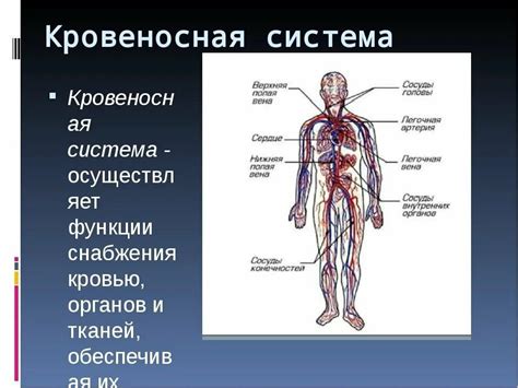 Сравнение способов введения аскорбината в кровеносную систему