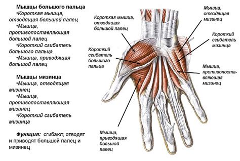 Сравнение с другими линиями на кисти руки