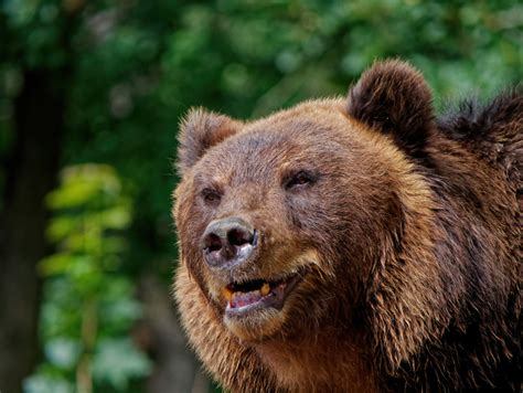 Статистика популяции медведей в регионе