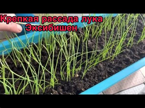 Стимуляция роста верхних частей растения