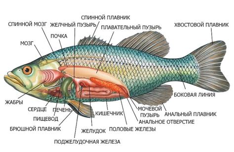 Страховки и механизмы защиты у рыбы белоснежной