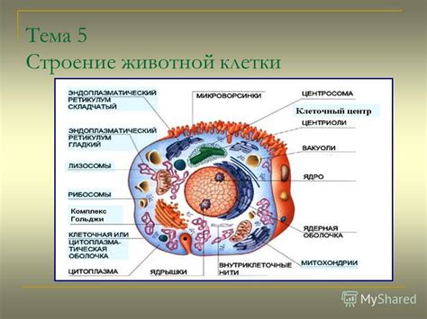 Строение и компоненты гнезда корнифера: особенности и состав