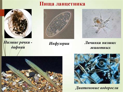 Строение и особенности организма хордовых