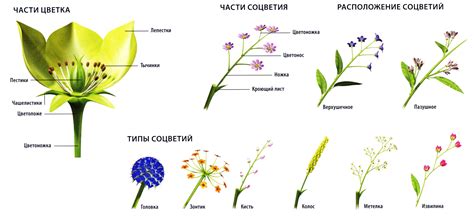 Строение и примеры соцветия-метлы: уникальная форма размножения у некоторых растений