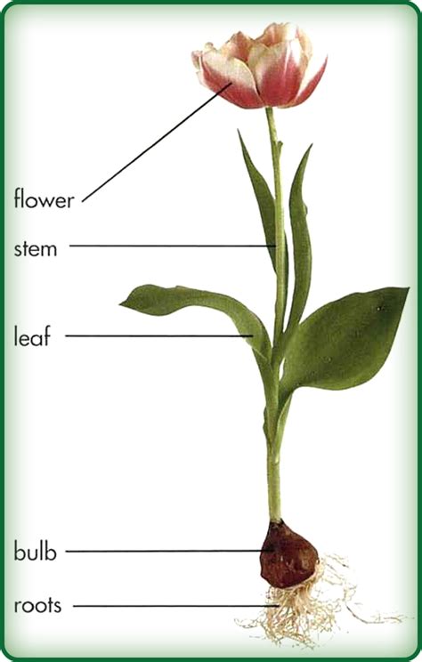 Строение и размеры стебля тюльпана
