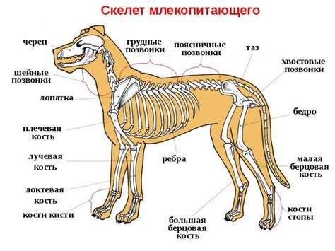 Строение и репродукция млекопитающих и рептилий: особенности и отличия