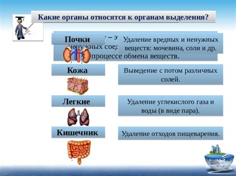 Строение и роли органа, обеспечивающего выведение отходов у кошачьих