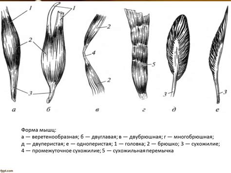 Строение и форма