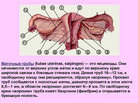 Строение и функции влагалища: сведения, которые стоит знать