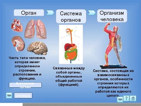 Строение и функции организма: древние и современные формы жизни