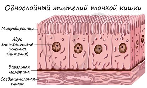 Строение и функции эпителия в цилиндрической форме