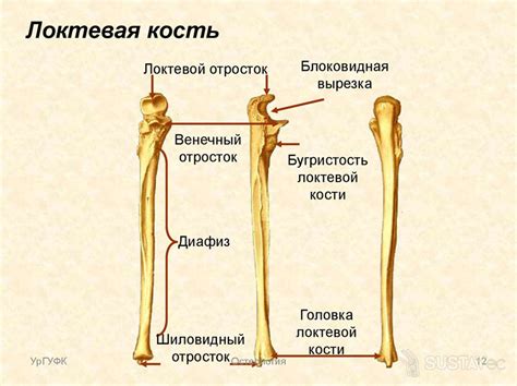 Строение локтевой кости