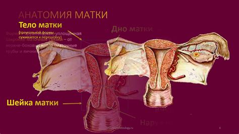 Строение матки и его роль в гетерогенном образовании