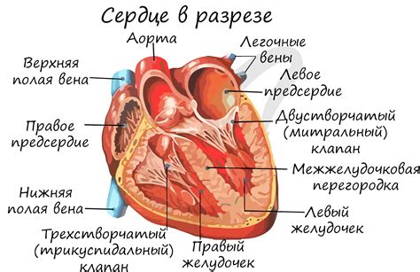 Строение сердца и работа сосудов: обзор сердечно-сосудистой системы