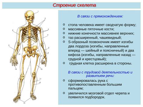 Строение скелета и его функции