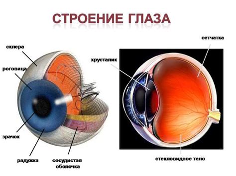 Структура глаза: основные компоненты и их функции