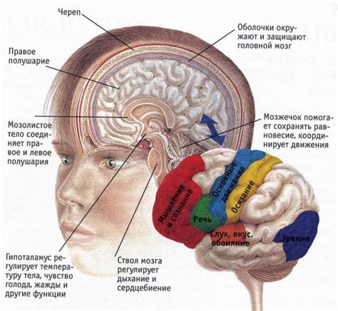 Структура головного мозга и его роли