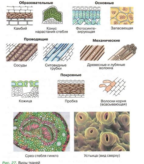 Структура и клеточное содержание специализированных тканей растений