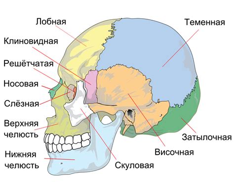 Структура и местонахождение шилоподобной придатки радиусной кости