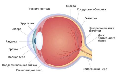 Структура и местоположение внутреннего угла глаза: особенности анатомии