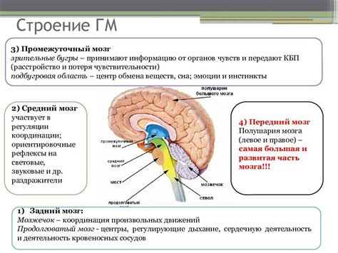 Структура и местоположение головного и шейного комплекса