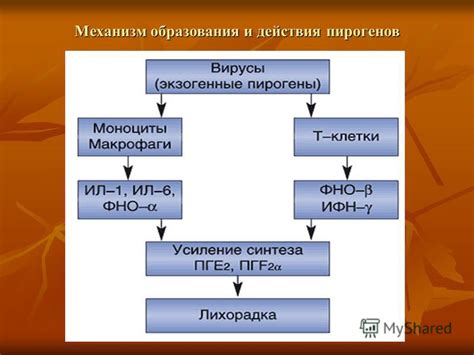 Структура и механизм образования углекислоты в организме