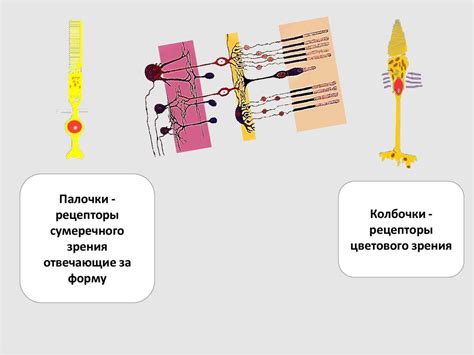 Структура и размещение волосковых покровов