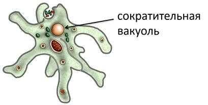 Структура и разновидности вакуоли у животных