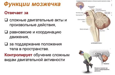 Структура и роли внутреннего органа, обеспечивающего равновесие и координацию движений