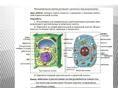 Структура и форма клеток спирогиры и растений