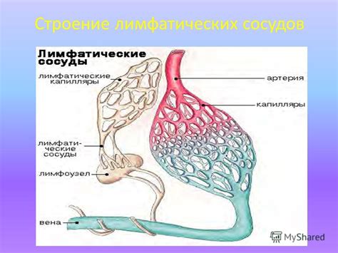 Структура и функции лимфатических сосудов