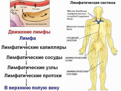 Структура и функции лимфатических узлов