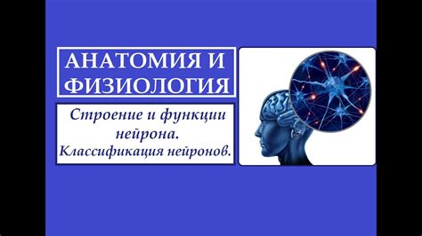 Структура и функции нейрональных репрезентаций в организме