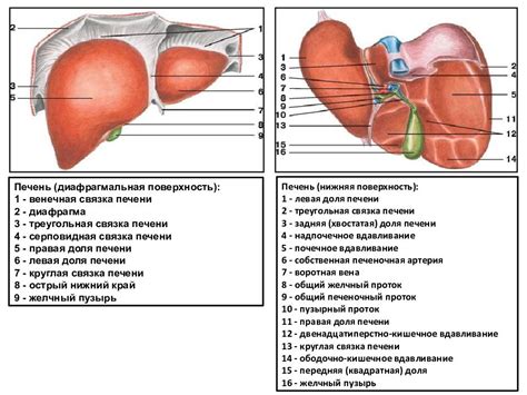 Структура и функции печени