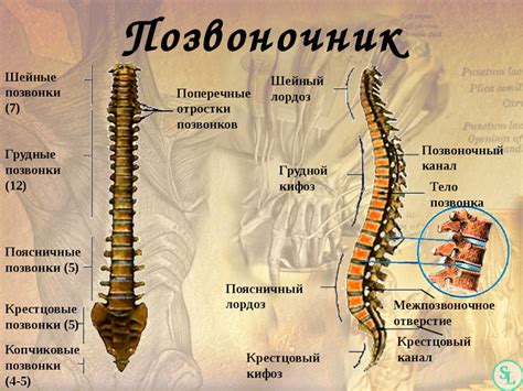 Структура и функции позвонка Th11 у человека